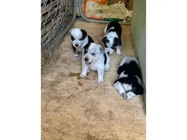 Texas heeler puppies for sale - 2/6