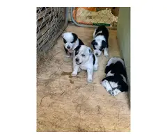 Texas heeler puppies for sale - 2
