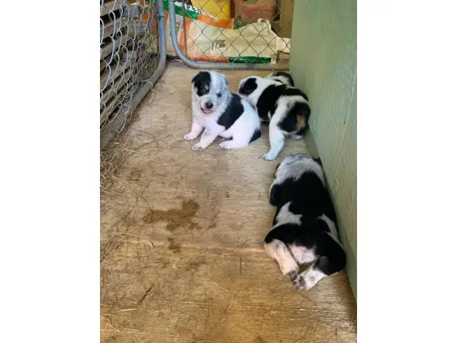 Texas heeler puppies for sale - 3/6
