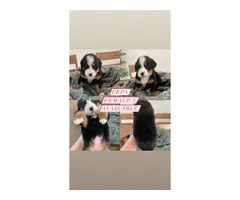 8 beautiful AKC registered bernese puppies for sale - 2
