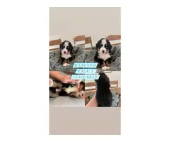 8 beautiful AKC registered bernese puppies for sale - 3