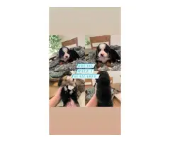 8 beautiful AKC registered bernese puppies for sale - 4