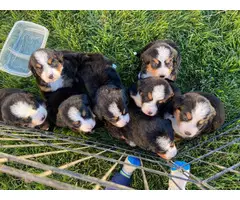 8 beautiful AKC registered bernese puppies for sale - 5
