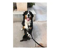 8 beautiful AKC registered bernese puppies for sale - 6