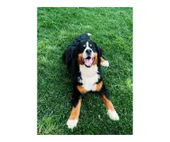 8 beautiful AKC registered bernese puppies for sale - 7