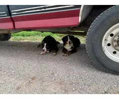 8 beautiful AKC registered bernese puppies for sale - 8