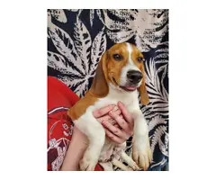 4 months old beagle puppies for sale - 2
