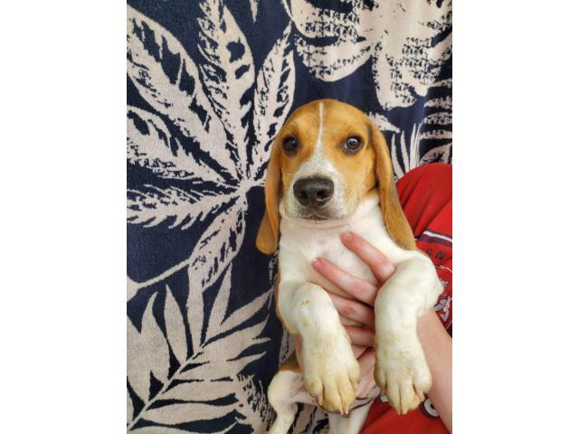 4-months-old-beagle-puppies-for-sale-fresno-puppies-for-sale-near-me