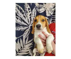 4 months old beagle puppies for sale - 3