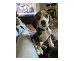 4 months old beagle puppies for sale - 4