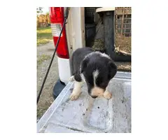 Long haired rough coat border collie puppies