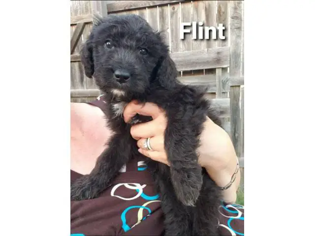8 sweet Aussiedoodle puppies for sale - 4/13