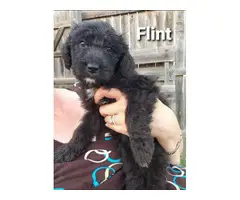 8 sweet Aussiedoodle puppies for sale - 4