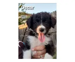 8 sweet Aussiedoodle puppies for sale - 6