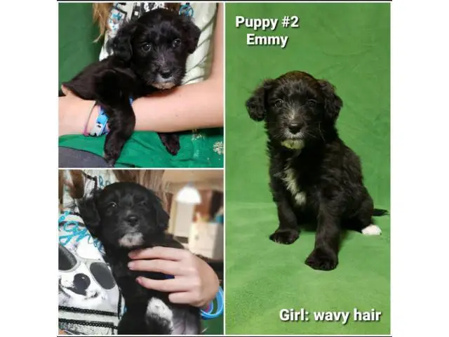 8 sweet Aussiedoodle puppies for sale - 9/13