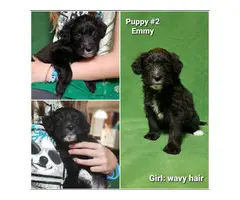 8 sweet Aussiedoodle puppies for sale - 9
