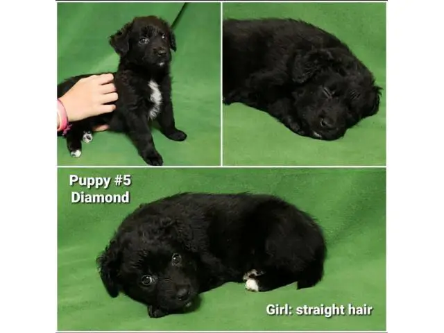 8 sweet Aussiedoodle puppies for sale - 11/13