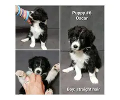 8 sweet Aussiedoodle puppies for sale - 12