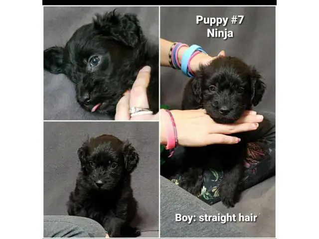 8 sweet Aussiedoodle puppies for sale - 13/13