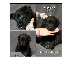 8 sweet Aussiedoodle puppies for sale - 13