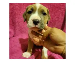 2 adorable American pitbull Terrier puppies