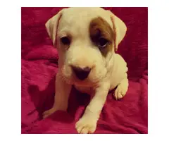 2 adorable American pitbull Terrier puppies - 2