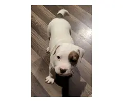 2 adorable American pitbull Terrier puppies - 4