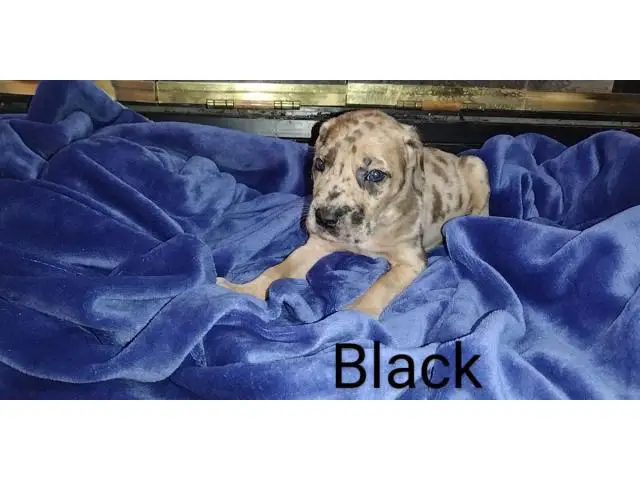 3 male Daniff puppies available - 1/13