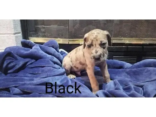 3 male Daniff puppies available - 2/13