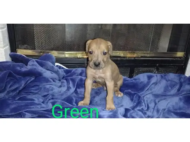 3 male Daniff puppies available - 3/13