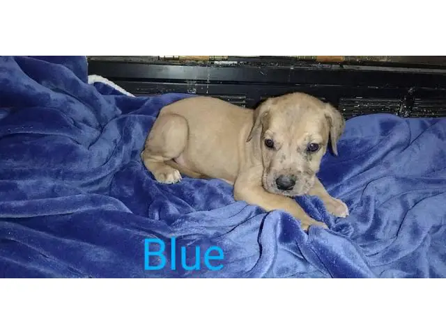 3 male Daniff puppies available - 6/13