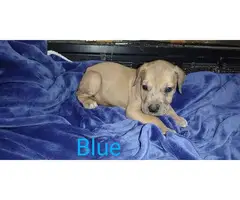 3 male Daniff puppies available