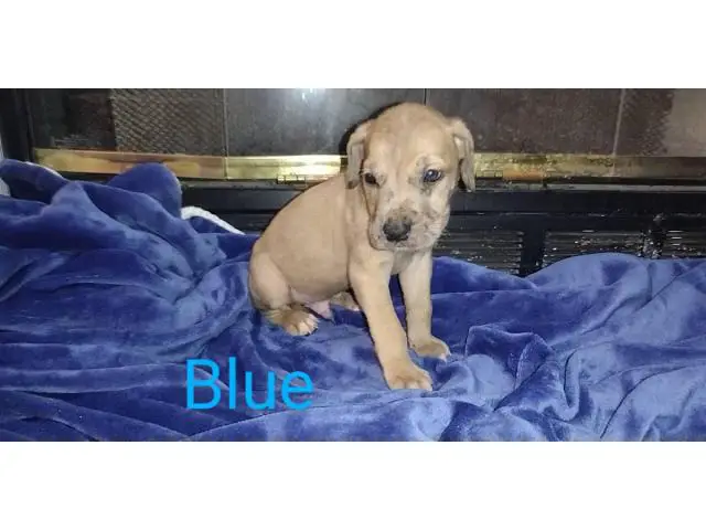 3 male Daniff puppies available - 7/13