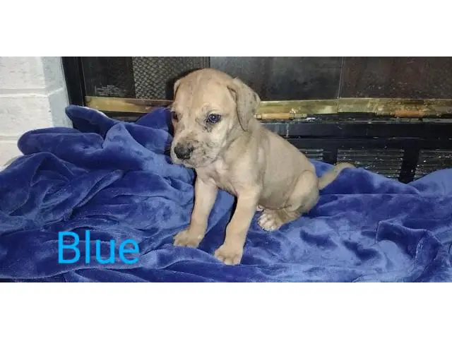 3 male Daniff puppies available - 8/13