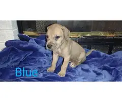 3 male Daniff puppies available - 8