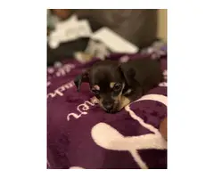 6 weeks old Chihuahua puppies - 5