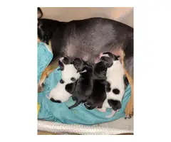 6 weeks old Chihuahua puppies - 10