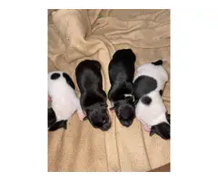 6 weeks old Chihuahua puppies - 11