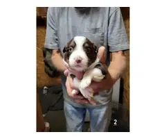 Aussie puppies for sale - 2