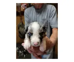 Aussie puppies for sale - 6