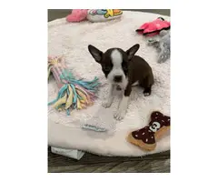 3 males and 5 female Boston Terrier puppies