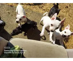 6 beautiful Rat Terrier/Chihuahua mixed puppies