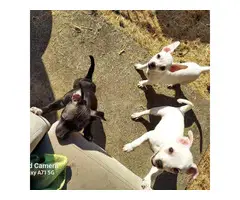 6 beautiful Rat Terrier/Chihuahua mixed puppies - 4