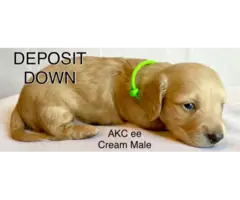 AKC mini longhaired cream dachshund puppies