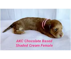 AKC mini longhaired cream dachshund puppies