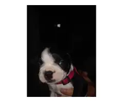 7 Boston terrier puppies for sale - 3