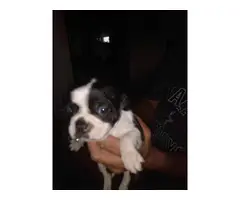 7 Boston terrier puppies for sale - 5