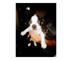 7 Boston terrier puppies for sale - 6