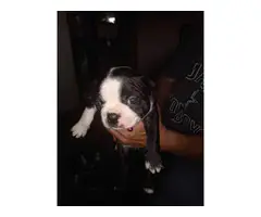 7 Boston terrier puppies for sale - 7