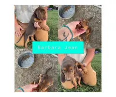 9 weeks old bloodhound puppies - 2